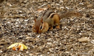 Eastern chipmunk I77A3335© Maria de Bruyn