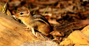 Eastern chipmunk I77A6221© Maria de Bruyn res