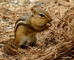 Eastern chipmunk I77A8790© Maria de Bruyn res