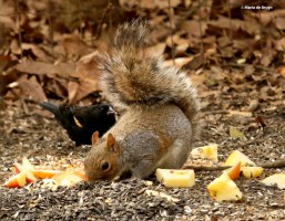 Eastern gray squirrel I77A0711© Maria de Bruyn res