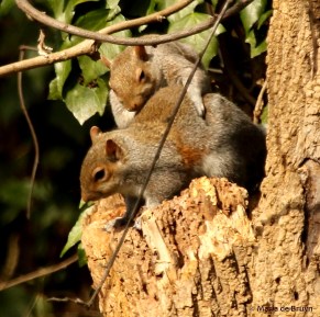Eastern gray squirrel I77A0980© Maria de Bruyn