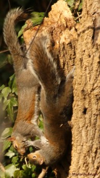 Eastern gray squirrel I77A1104© Maria de Bruyn res