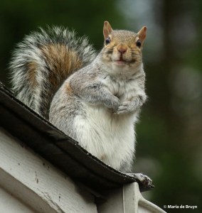 Eastern gray squirrel I77A5504© Maria de Bruyn res