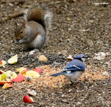 Eastern gray squirrel I77A8350© Maria de Bruyn