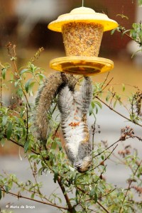 Eastern gray squirrel IMG_3643 mdb