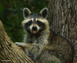 raccoon DK7A4351© Maria de Bruyn