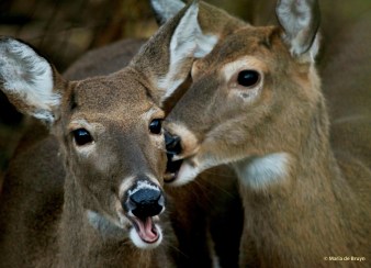 white-tailed deer I77A0963© Maria de Bruyn res