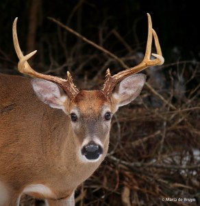 white-tailed deer I77A1005© Maria de Bruyn res