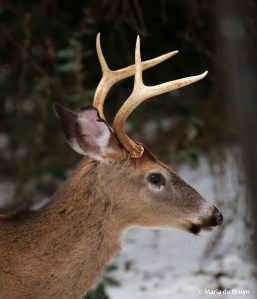 white-tailed deer I77A1061© Maria de Bruyn res