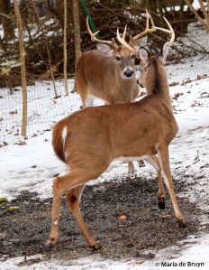 white-tailed deer I77A1127© Maria de Bruyn res