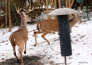 white-tailed deer I77A1150© Maria de Bruyn res