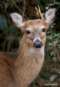 white-tailed deer I77A1366© Maria de Bruyn res