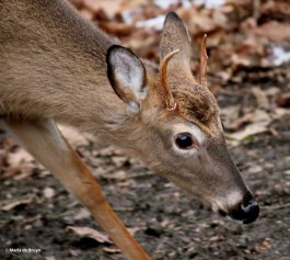 white-tailed deer I77A1367© Maria de Bruyn res