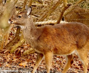 white-tailed deer I77A1869© Maria de Bruyn