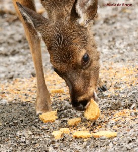 white-tailed deer I77A1887© Maria de Bruyn res