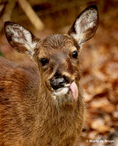 white-tailed deer I77A1893© Maria de Bruyn res