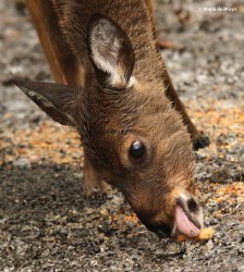 white-tailed deer I77A1906© Maria de Bruyn res