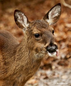 white-tailed deer I77A1917© Maria de Bruyn res