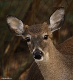 white-tailed deer I77A2025© Maria de Bruyn res