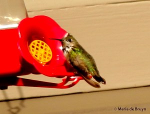 Calliope hummingbird I77A6566© Maria de Bruyn