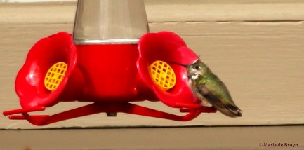 Calliope hummingbird I77A6799© Maria de Bruyn