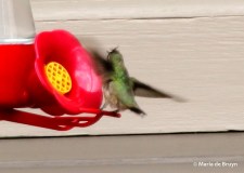 Calliope hummingbird I77A7075© Maria de Bruyn