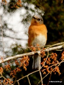 Eastern bluebird I77A6750© Maria de Bruyn card