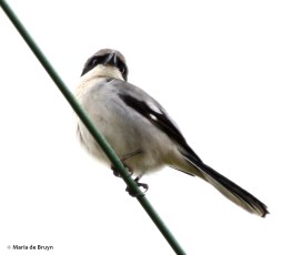 loggerhead shrike I77A7280© Maria de Bruyn