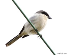 loggerhead shrike I77A7301© Maria de Bruyn