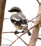 loggerhead shrike I77A7328© Maria de Bruyn