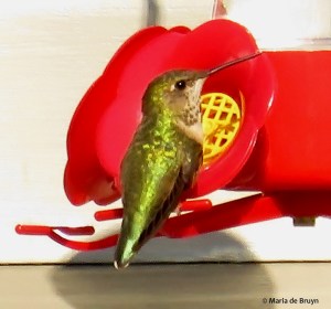 Rufous hummingbird IMG_2657© Maria de Bruyn