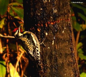 yellow-bellied sapsucker I77A7858© Maria de Bruyn res