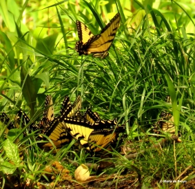Eastern tiger swallowtail IMG_3259© Maria de Bruyn res
