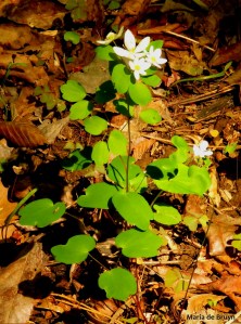 rue anemone windflower IMG_6450© Maria de Bruyn res