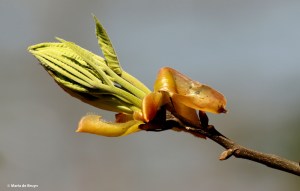 shagbark hickory I77A7679© Maria de Bruyn res