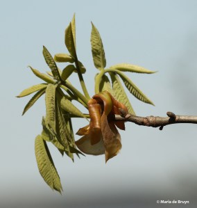 shagbark hickory I77A7683© Maria de Bruyn
