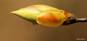 shagbark hickory I77A7708© Maria de Bruyn res