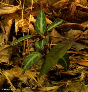 Spotted wintergreen IMG_6434© Maria de Bruyn res
