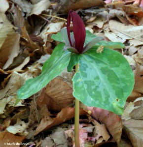 Sweet Betsy IMG_6405© Maria de Bruyn res