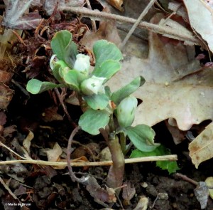 Virginia pennywort IMG_6411© Maria de Bruyn res