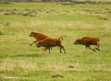 bison I77A1539© Maria de Bruyn res