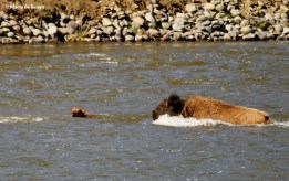 bison I77A9113© Maria de Bruyn res