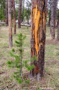 bison IMG_4573© Maria de Bruyn res