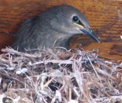 European starling IMG_4387© Maria de Bruyn res