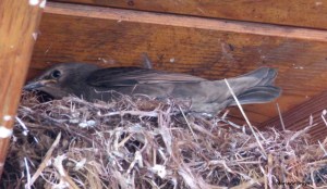 European starling IMG_4390© Maria de Bruyn res