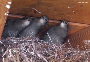 European starling IMG_4397© Maria de Bruyn res