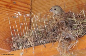 house finch nest 1 IMG_4358© Maria de Bruyn res