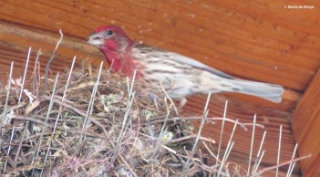 house finch nest 3 IMG_4396© Maria de Bruyn res
