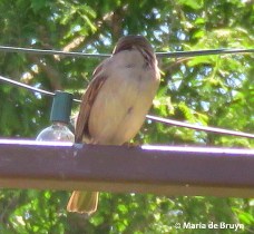 house sparrow IMG_4412© Maria de Bruyn res