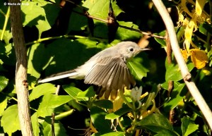blue-gray gnatcatcher I77A0302©Maria de Bruyn res
